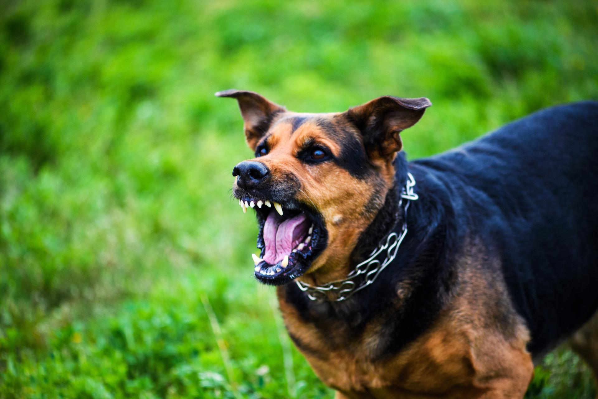 A brown and black dog with a chain collar stands on grass, baring its teeth and growling with its mouth open—an image that highlights why consulting a personal injury lawyer is essential after a dog bite incident.
