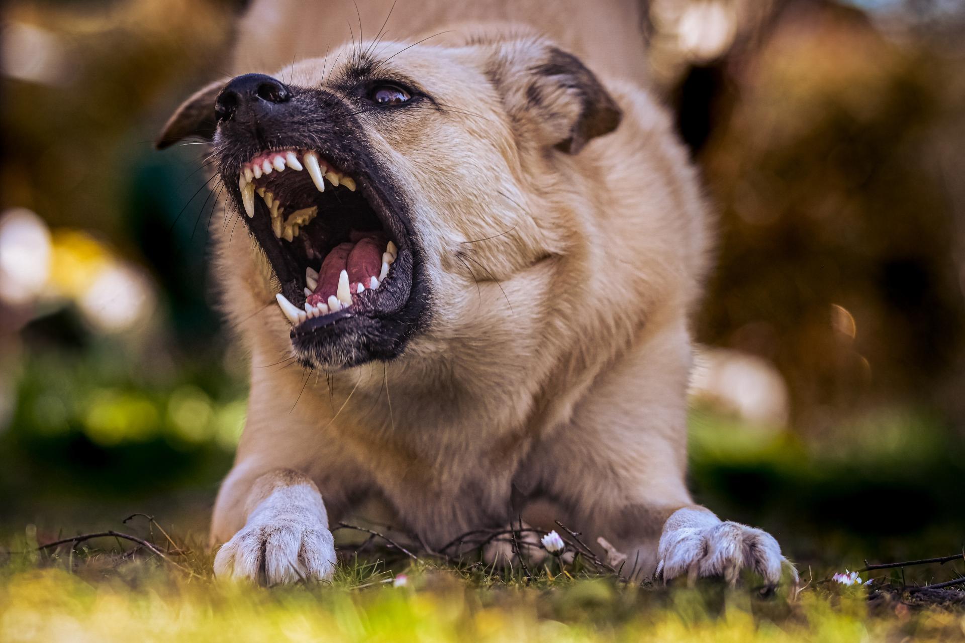 A tan dog is crouched on grass, baring its teeth and growling with its mouth open wide—an unsettling scene that could call for a personal injury lawyer if someone gets too close.